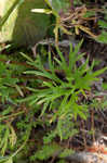 Alabama larkspur